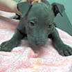 Thumbnail photo of Nevaeh #3