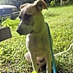 Thumbnail photo of Otto #3