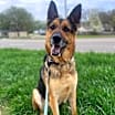 Thumbnail photo of Roscoe #1