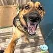 Thumbnail photo of Roscoe #2