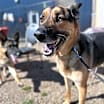Thumbnail photo of Roscoe #3