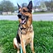 Thumbnail photo of Roscoe #4