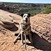 Thumbnail photo of Zorro #1
