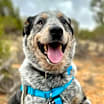 Thumbnail photo of Zorro #2