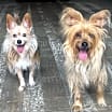 Thumbnail photo of Rosie & Posie #1