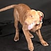 Thumbnail photo of Zeus #1