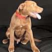 Thumbnail photo of Zeus #3