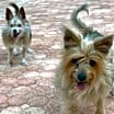 Thumbnail photo of Rosie & Posie #2