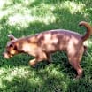 Thumbnail photo of Donut #2
