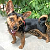 Thumbnail photo of Lila #2