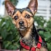 Thumbnail photo of Lila #3