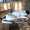 Thumbnail photo of Maddie #1