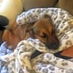Thumbnail photo of Maddie #3