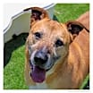 Thumbnail photo of Capone #1