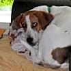 Thumbnail photo of Mack #1