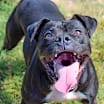 Thumbnail photo of Kali #1