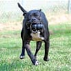 Thumbnail photo of Kali #2