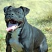Thumbnail photo of Kali #3