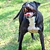 Thumbnail photo of Kali #4