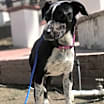 Thumbnail photo of Misty #2