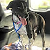 Thumbnail photo of Misty #3