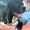 Thumbnail photo of Checkers #1