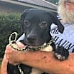 Thumbnail photo of Checkers #2