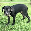 Thumbnail photo of Checkers #3