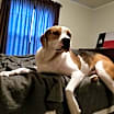 Thumbnail photo of abbie #2