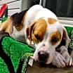 Thumbnail photo of abbie #4