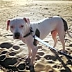 Thumbnail photo of Jax aka Jackson #1
