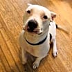 Thumbnail photo of Jax aka Jackson #2