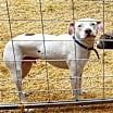 Thumbnail photo of Jax aka Jackson #3