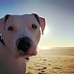 Thumbnail photo of Jax aka Jackson #4