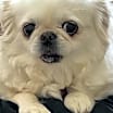 Thumbnail photo of Annie #2