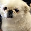 Thumbnail photo of Annie #4