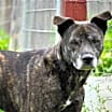 Thumbnail photo of Aspen #1