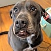 Thumbnail photo of Cooper #1