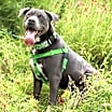 Thumbnail photo of Cooper #3