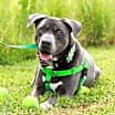 Thumbnail photo of Cooper #4