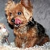 Thumbnail photo of Harley #2