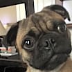 Thumbnail photo of Jake #1