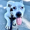 Thumbnail photo of Laila-Spunky Senior #2