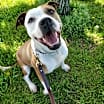 Thumbnail photo of Roxie #1