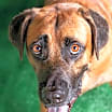 Thumbnail photo of Chip #1
