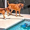 Thumbnail photo of Chip #4