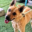 Thumbnail photo of Ryder #3