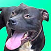 Thumbnail photo of Neville #1