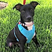 Thumbnail photo of Ava #3