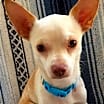 Thumbnail photo of Duke #1